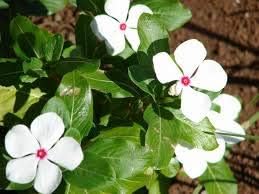 Organic White Catharanthus Flower Seeds for Planting – Heirloom, Non-GMO